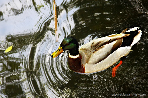 City_duck-unknownmami