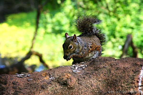 City_squirrel