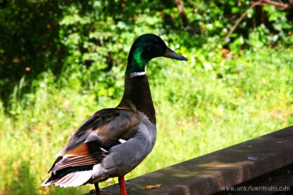 Duck-unknownmami