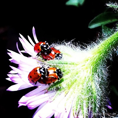 Lady bugs humping