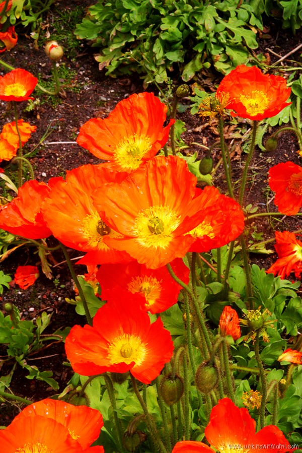 Orange_poppy