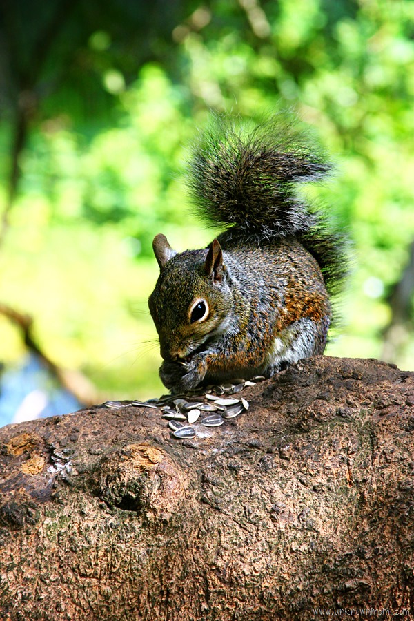 Squirrel