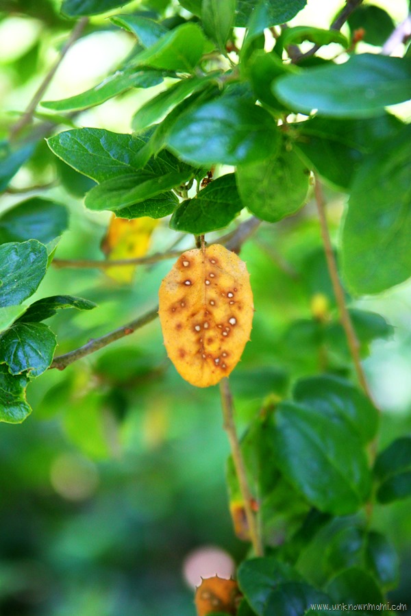 Yellowing_leaf-unknownmami