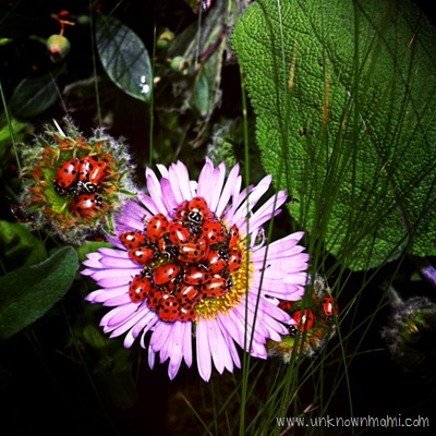 Pile of lady bugs