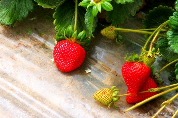 Strawberries_on_the_vine-unkownmami