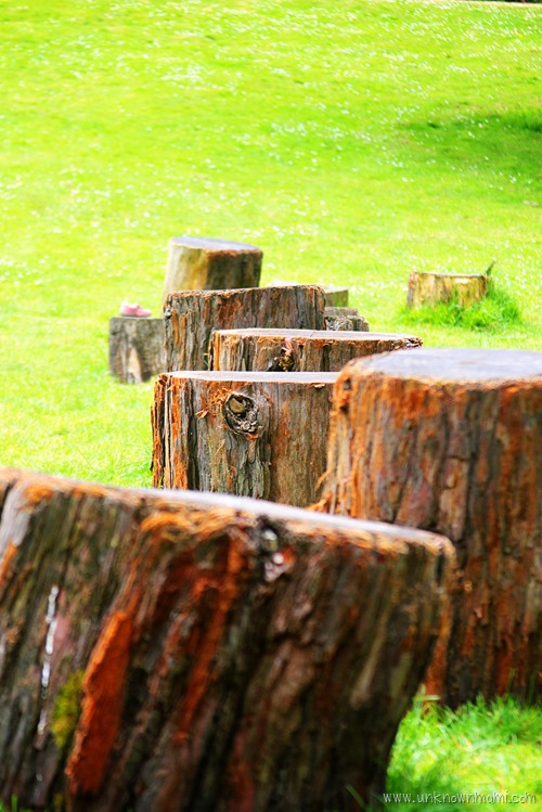 Tree_stumps-unknownmami