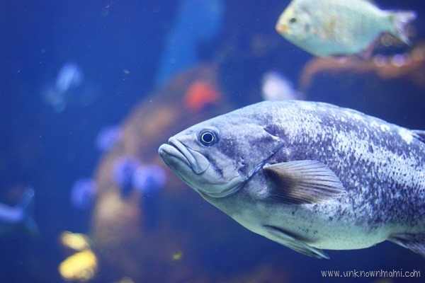Aquarium at California Academy of Sciences