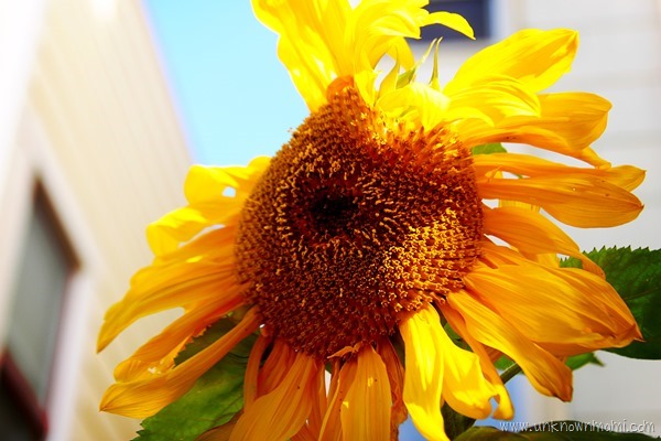 Sunflower-unknownmami