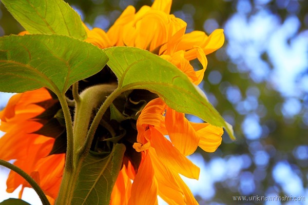 Sunflower_from_behind-unknownmami