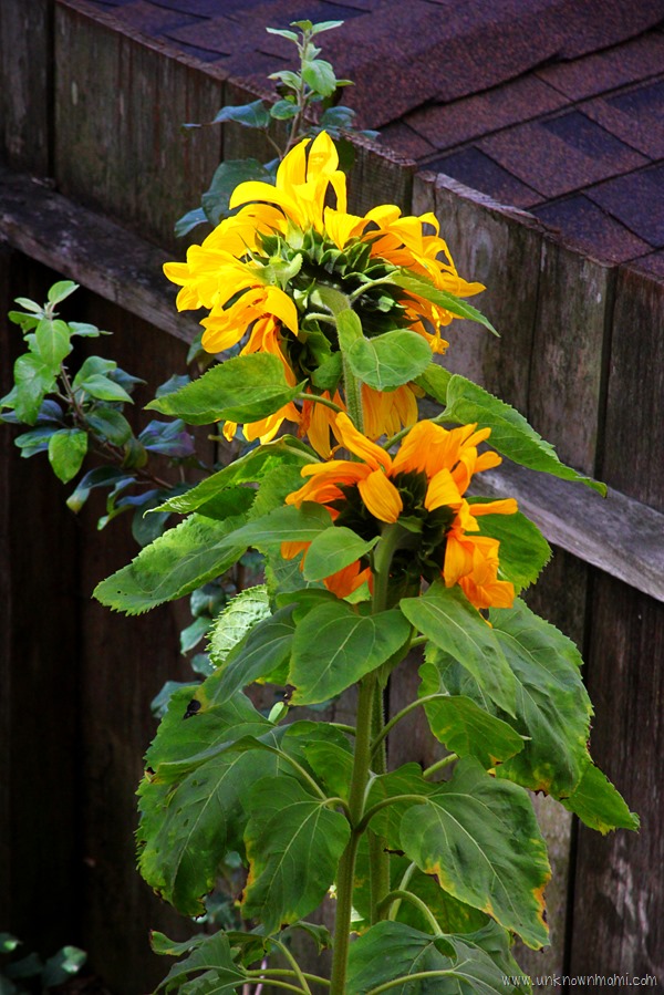 Sunflowers_from_behind-unknownmami