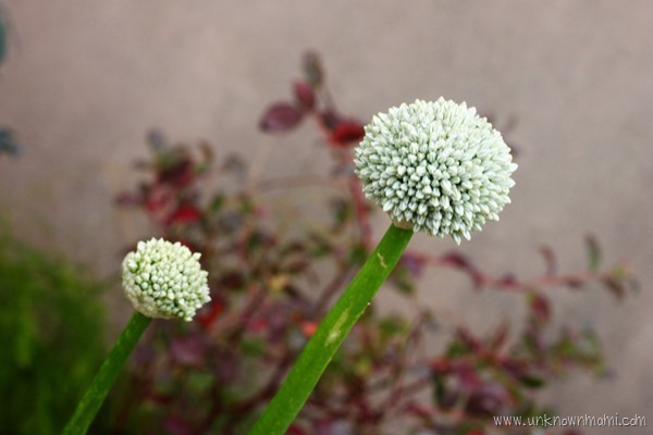 Onion_flower-unknownmami