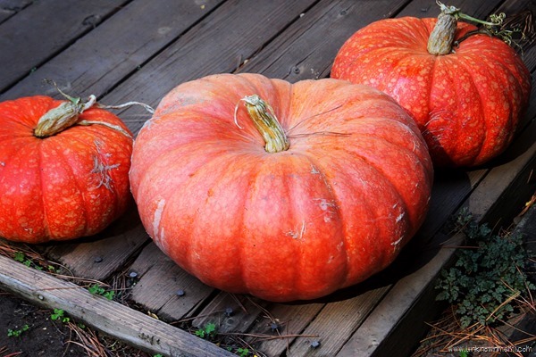 Pumpkins #SafeConBritaxFallFun
