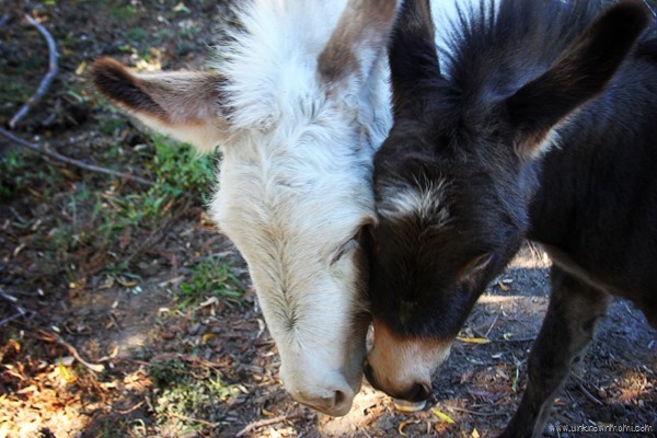 white_and_black_donkeys-unknownmami