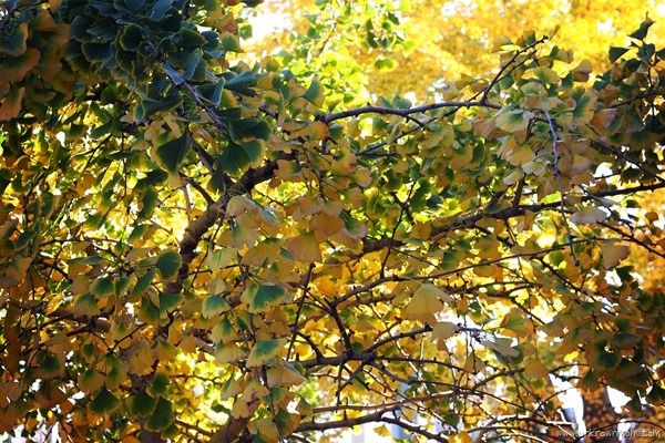Ginko leaves