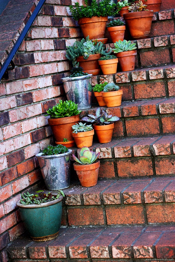 Plants on stoop
