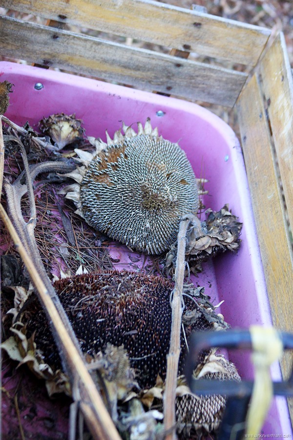 Dead sunflowers