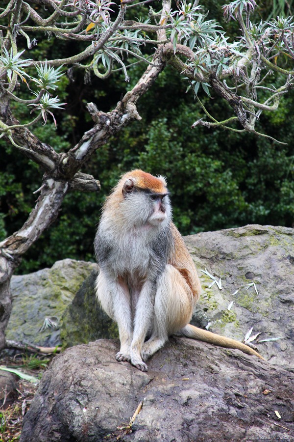 Monkey