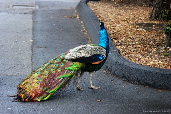 Peacock
