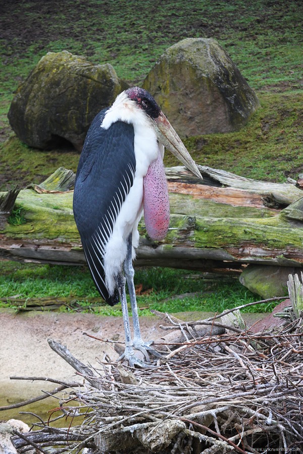 Pelican