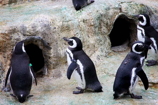 Penguins-unknownmami