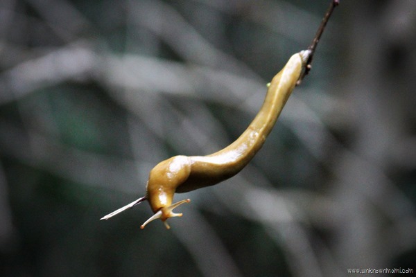 Banana slug