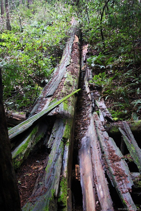 Fallen redwood tree