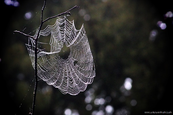 spider wed