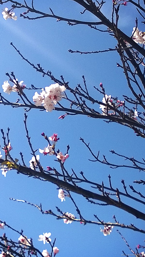 Cherry Blossoms