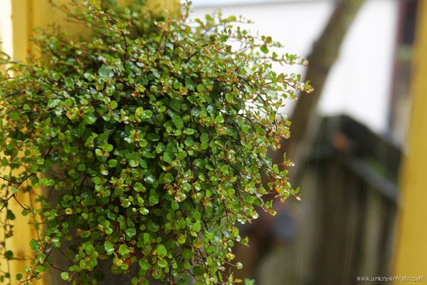 Plant in the rain