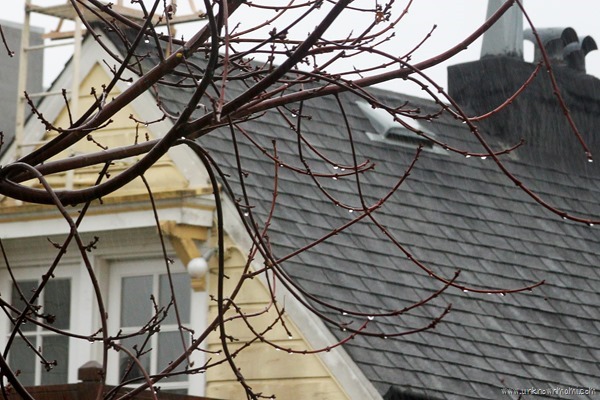 Rain on branches