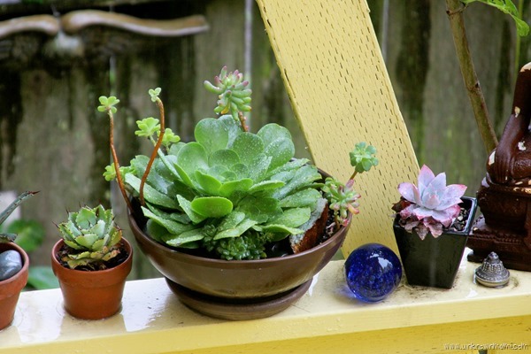 succulents in the rain