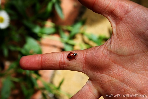 Ladybug on hand