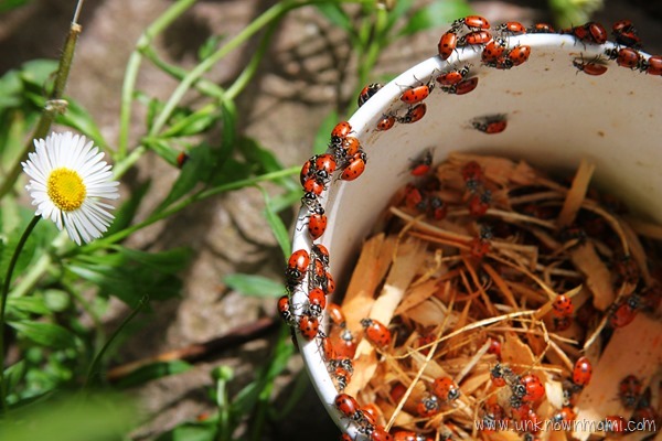 Ladybugs