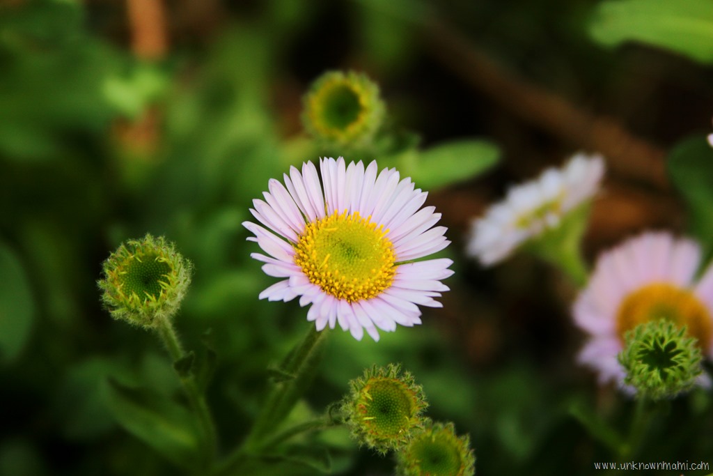 Seaside Daisies for Mother&rsquo;s Day (Sundays In My City)