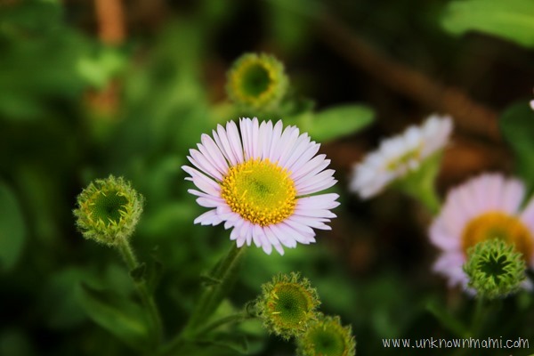 Seaside daisy