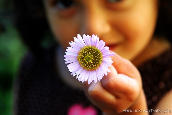 erigeron glaucus