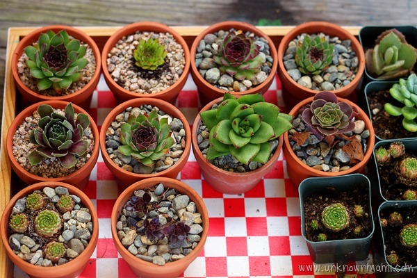 mini succulents