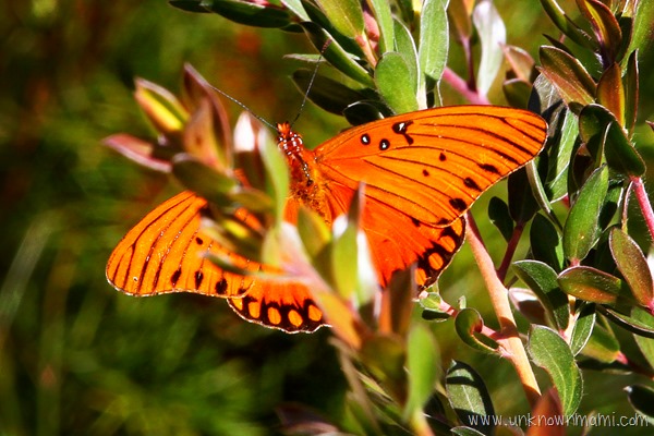butterfly on a plant