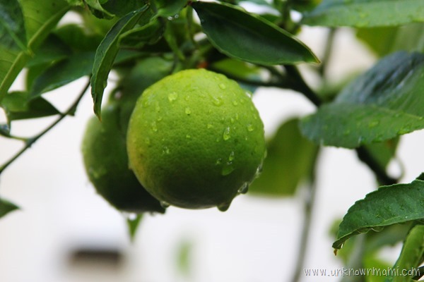 Lemons with rain on them