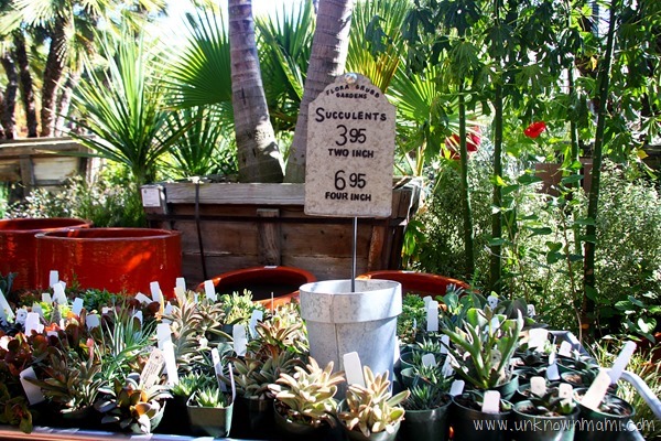 potted succultents
