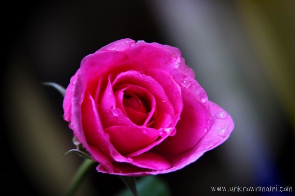 Rain on a rose