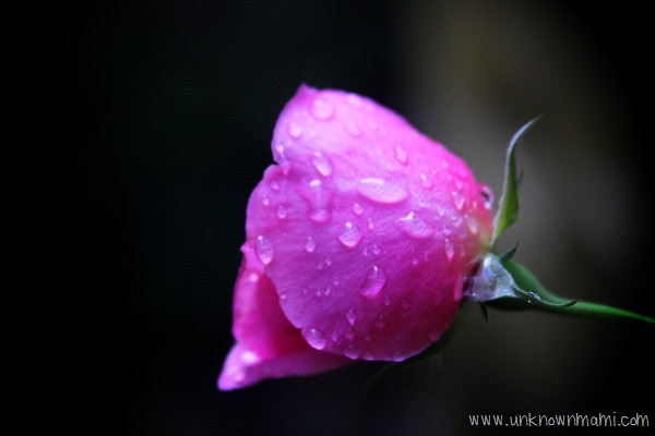 Rose with rain
