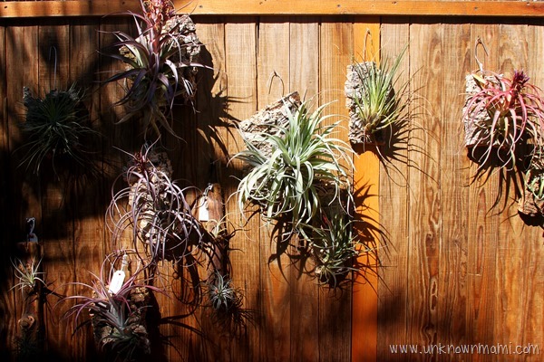 tillandsias