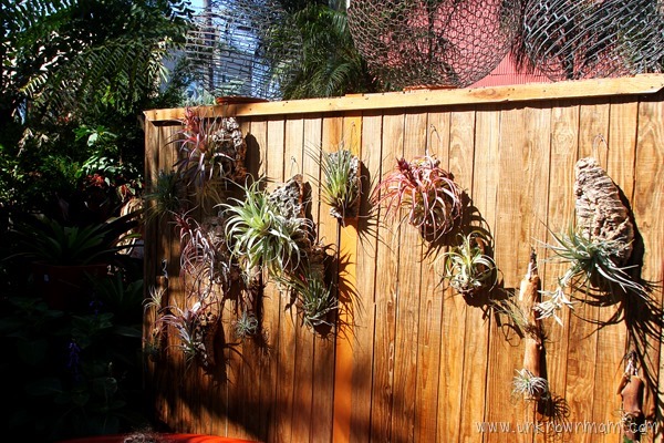 tillandsias hanging on a wall