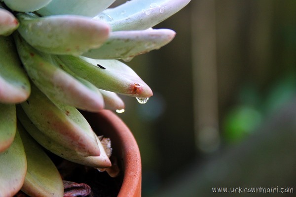 succulent after rain
