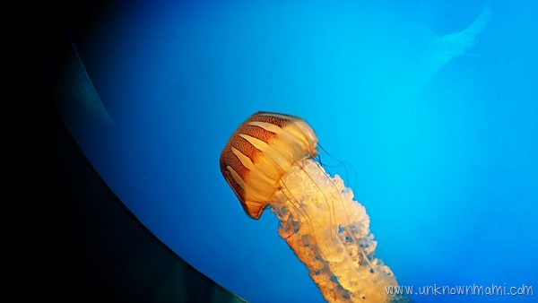 jellyfish at Monterey Bay Aquarium