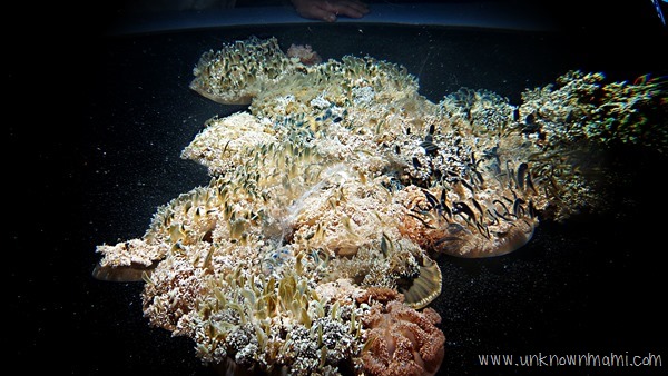 Monterey Bay Aquarium