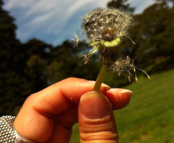 Dandelion
