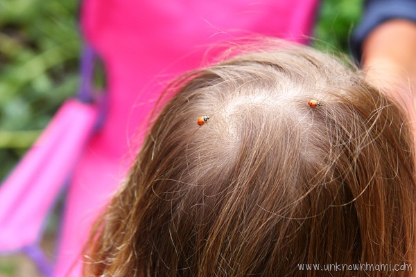 Ladybugs in hair