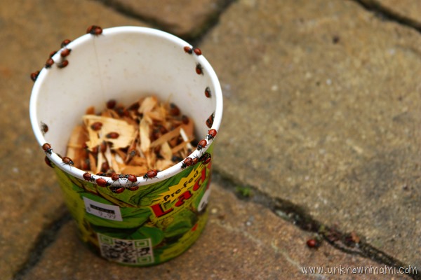 Ladybugs
